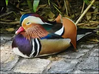 c043.webp