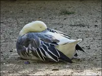 c044.webp