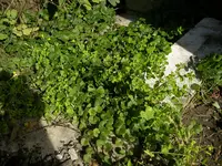 Gunder_Fräse (1).webp