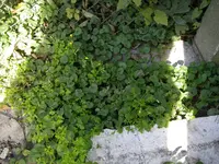 Gunder_Fräse (2).webp