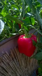 WP_20181006_003.webp
