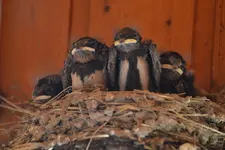 Schwalbenbabys_0004.webp