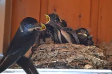 Schwalbenbabys_0006.webp