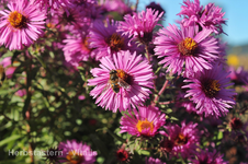 Wuseln 6.webp