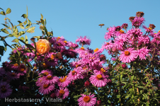 Wuseln 11.webp