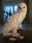 Hedwig.jpg