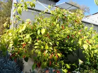 Thai_Orange.webp