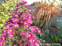 Herbstastern 1.webp