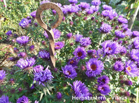Herbstastern 2.webp