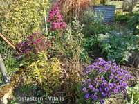 Herbstastern 3.webp