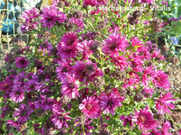 Herbstastern 4.webp