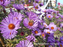Herbstastern 6.webp