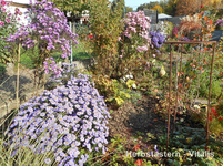 Herbstastern 7.webp