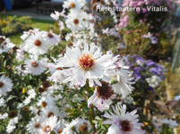 Herbstastern 5.webp