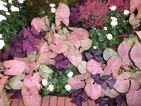 DSCI0935.webp