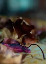 0M3A1216.webp