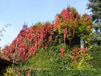 P1110033.webp