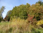 P1110041Wildhecke.JPG