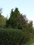 P1110049Hecke von Außen.JPG
