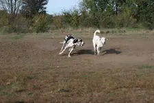 0M3A1110.webp