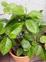 20180724_125410.webp