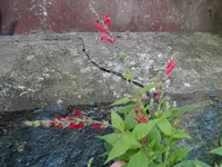 Ananassalbei.webp