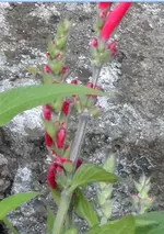 Ananassalbei1.webp