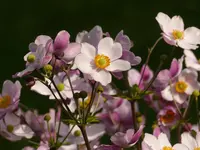 P1010316.webp