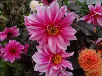DSC03739.webp