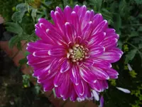DSC03741.webp