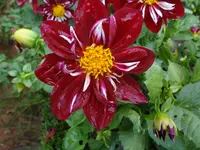 DSC03742.webp