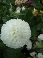 DSC03743.webp