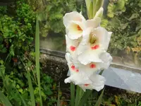 DSC03746.webp