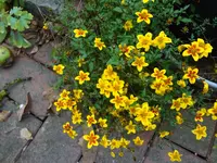 DSC03751.webp