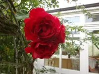 DSC03753.webp