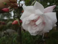 DSC03754.webp