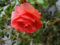DSC03752.webp