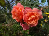 DSC03758.webp
