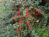 DSC03736.webp