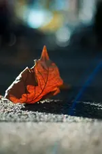 0M3A1442.webp