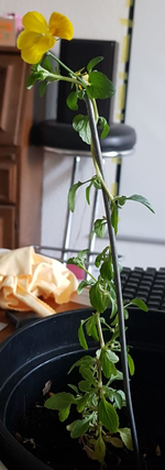 unkraut2.webp unkraut2.webp