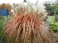 Herbst 5.webp