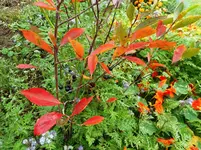 Herbst 1.webp