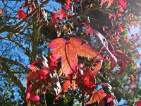 IMG_8559 Herbstfarben.webp