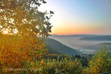 Der Pfälzerwald.webp
