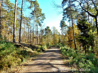 Wanderweg.webp