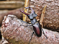 Hirschkäfer.webp