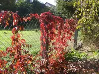 BILD0770.JPG
