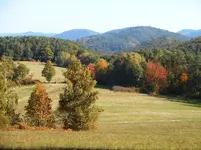Herbstlicher Kastanienwald 1.jpg