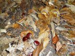 Herbstlicher Kastanienwald 3.jpg